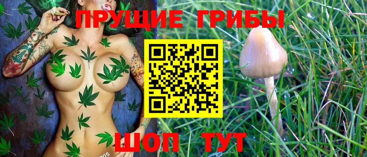 Кингисепп  Галлюциногенные грибы Psilocybine cubensis  продажа наркотиков  Вход с VPN 